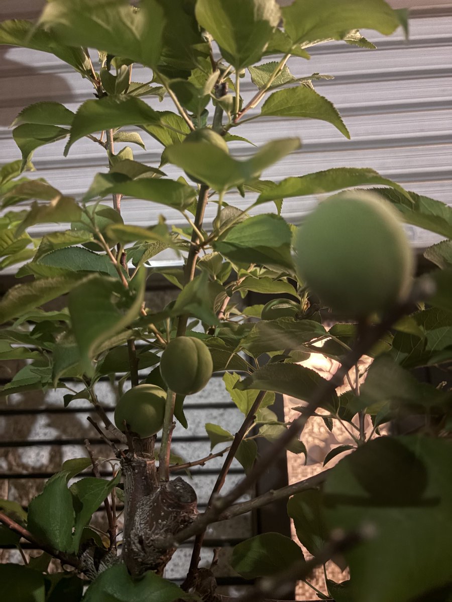 DouxBleu tweet media