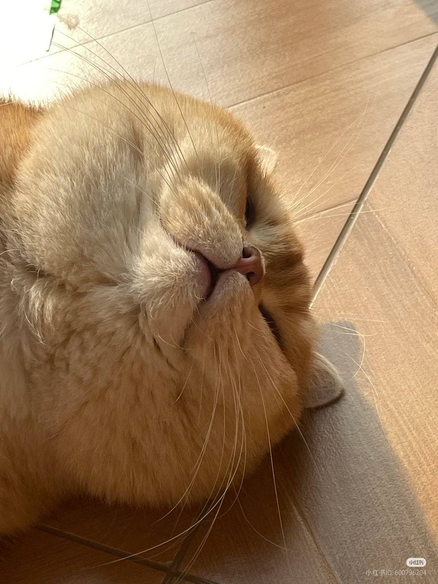 川和.豆沙維尼🇹🇼 橘貓愛好份子 tweet media