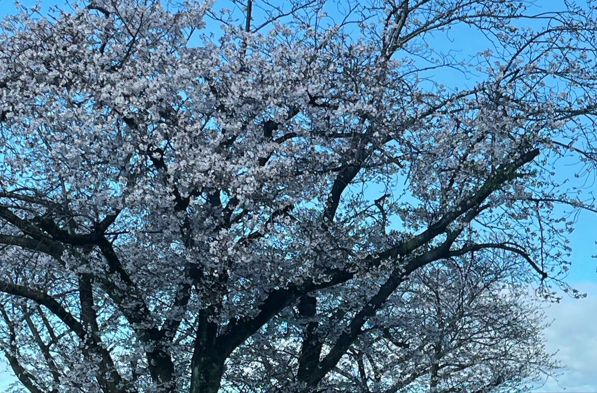 ぐりこ tweet media