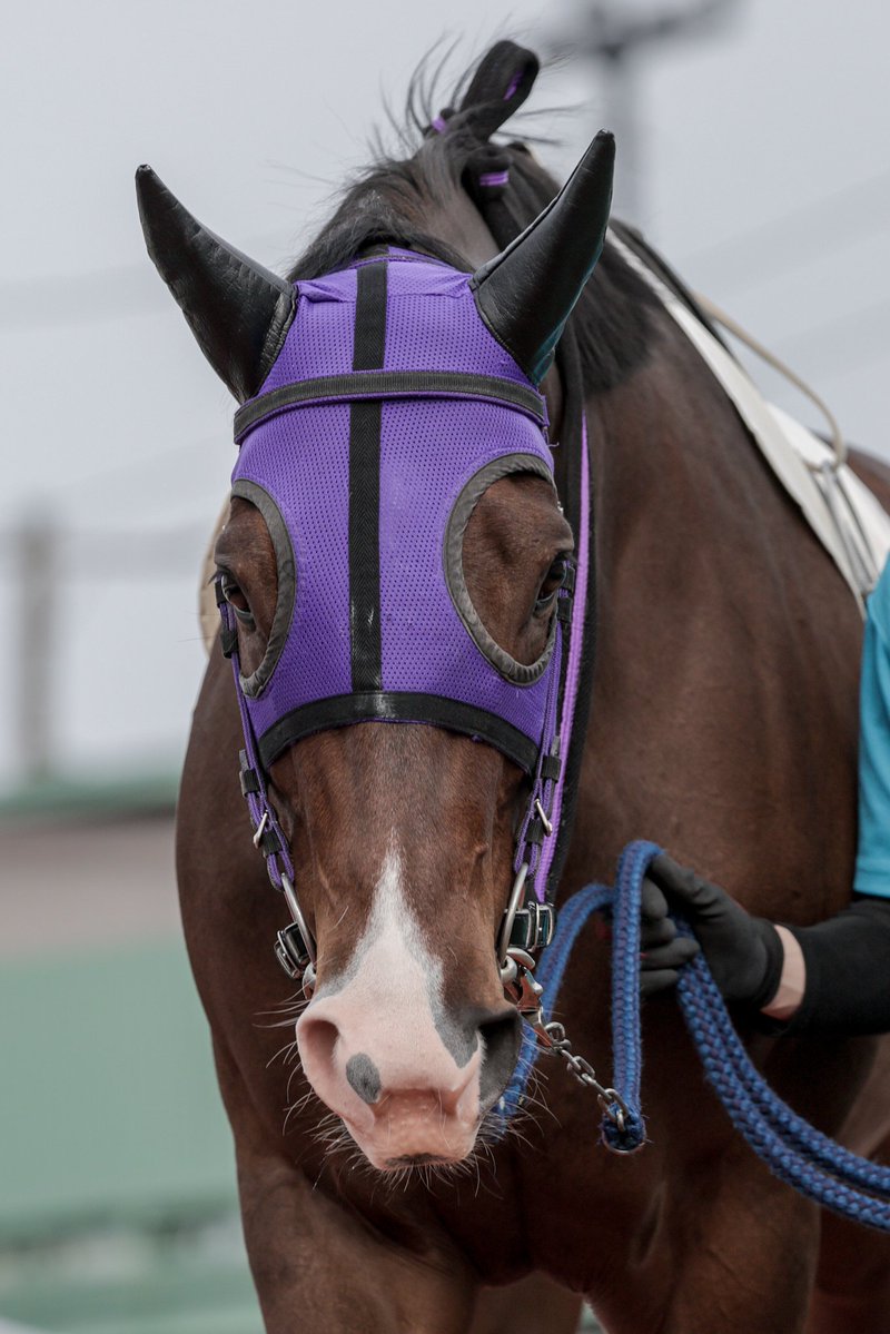 ちゃぼ tweet media