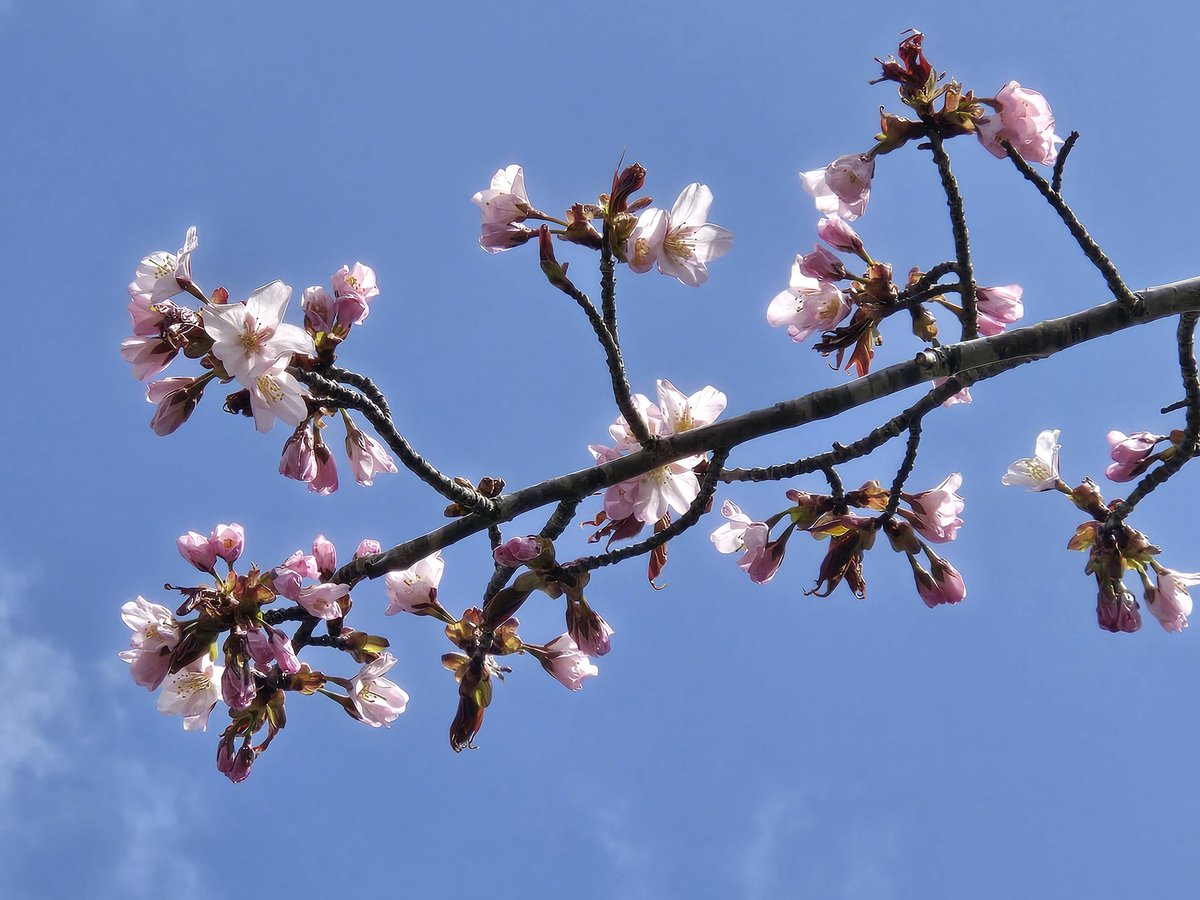 621019Takuya's tweet photo. 家の近くで桜を見た🌸 https://t.co/FkRVH85DIT