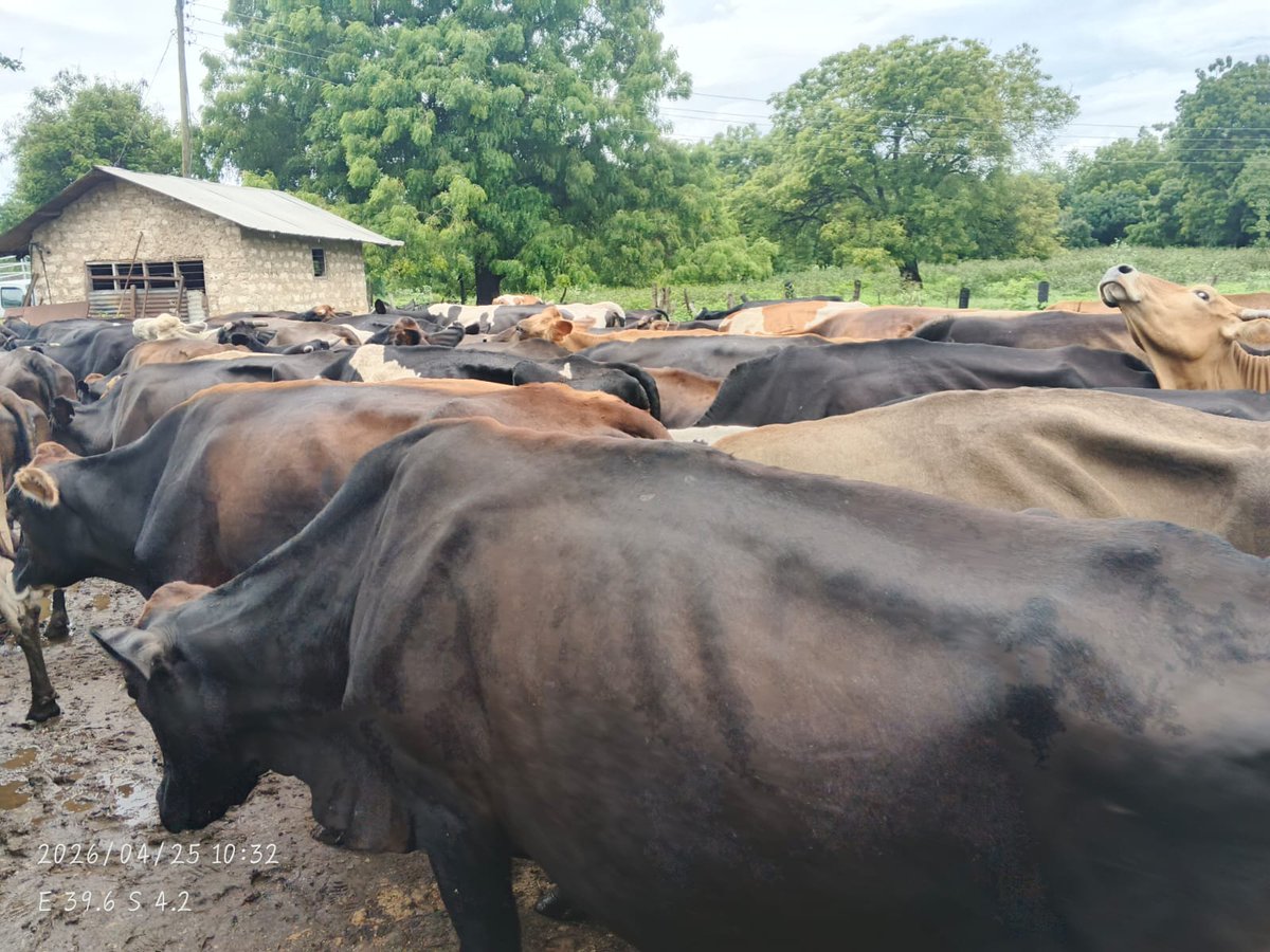kevevapi's tweet photo. Wakubwa Asalaam Alaykum, wadogo hamjambo. This morning we joined a community LSD vaccination demo at Minyanji Farm, Tiwi (Kwale County). We continue to advocate for ANNUAL Livestock Vaccination against Lumpy Skin Disease using quality vaccines from KEVEVAPI. https://t.co/dJyqxQbAer