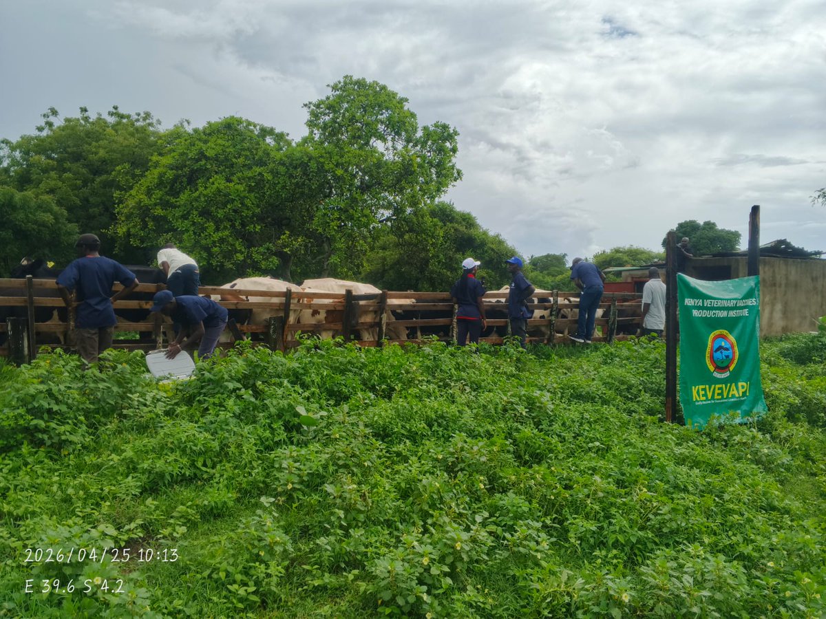 kevevapi's tweet photo. Wakubwa Asalaam Alaykum, wadogo hamjambo. This morning we joined a community LSD vaccination demo at Minyanji Farm, Tiwi (Kwale County). We continue to advocate for ANNUAL Livestock Vaccination against Lumpy Skin Disease using quality vaccines from KEVEVAPI. https://t.co/dJyqxQbAer