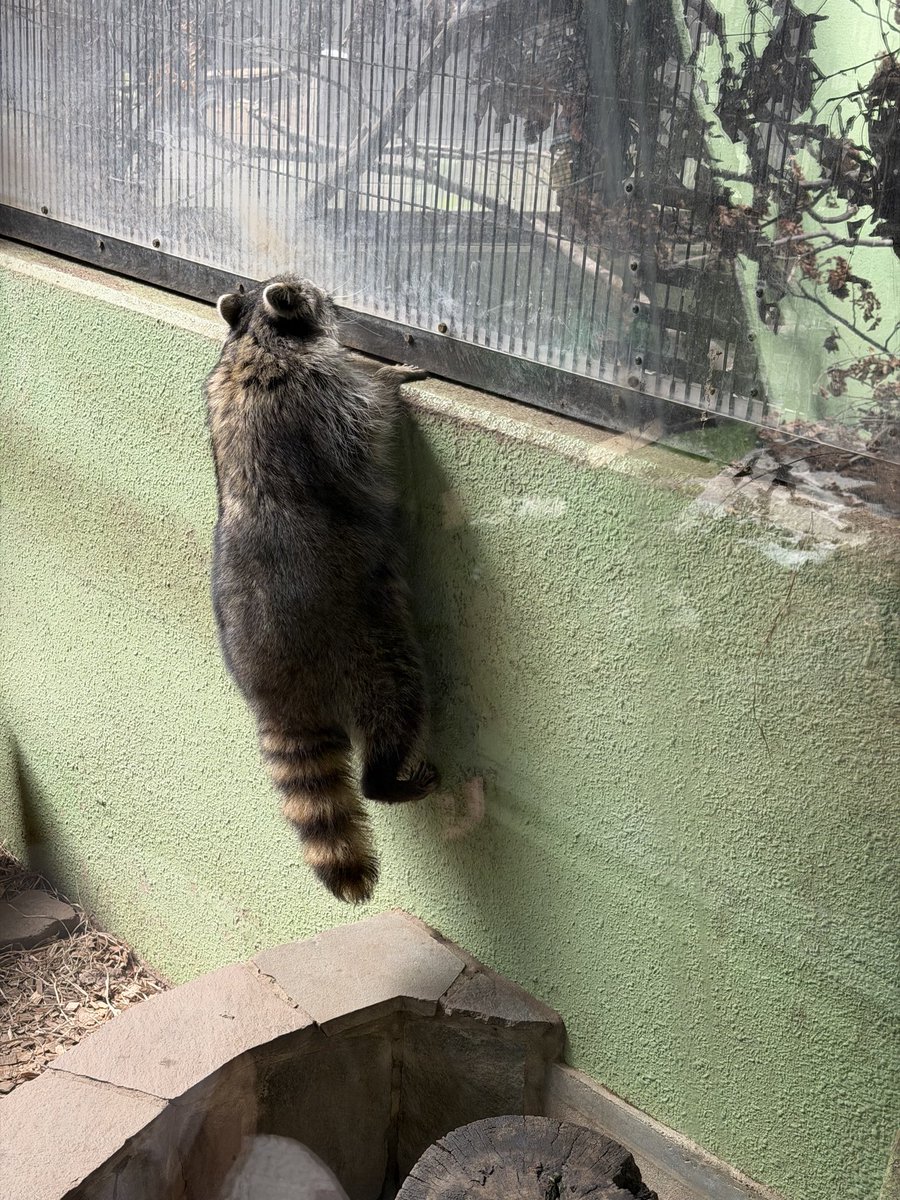 ペンギンに埋もれたい tweet media