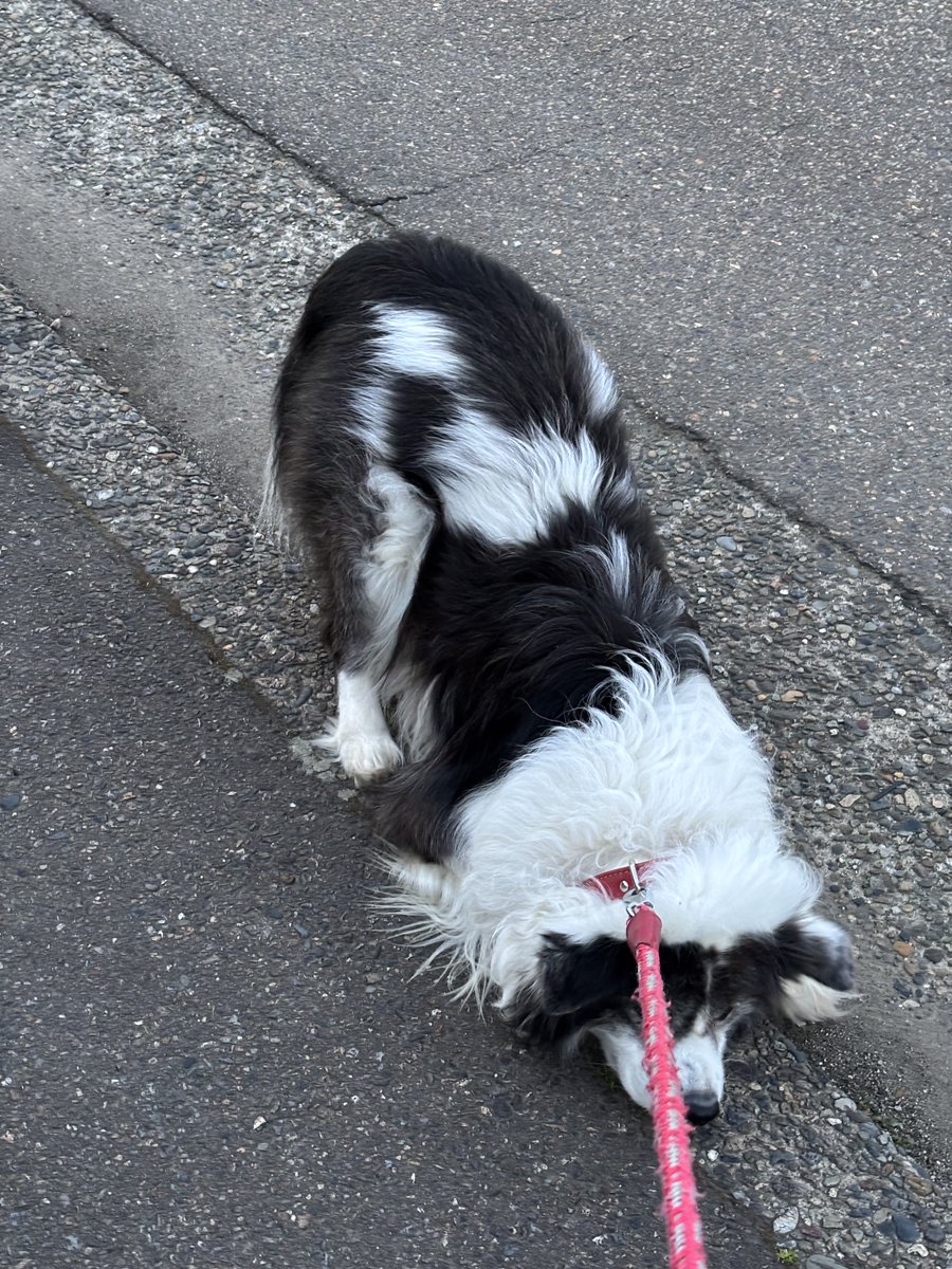 コイデ ヨシロウ tweet media