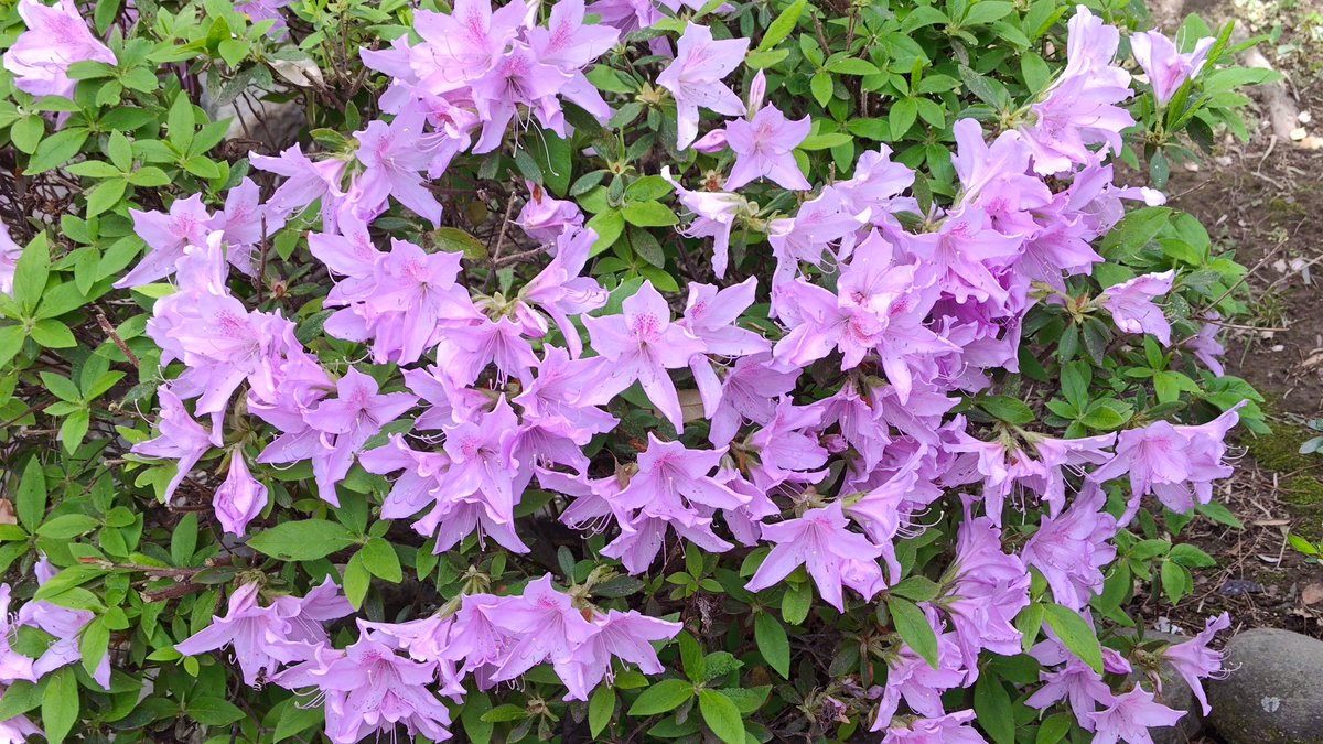 Nabu202's tweet photo. 花を愛でる心のゆとりは忘れないようにしたいね

牛島の藤(春日部市)へ行ってきました( ´艸｀)ツツジも綺麗に咲いてたよ https://t.co/tKI4fgq9mM