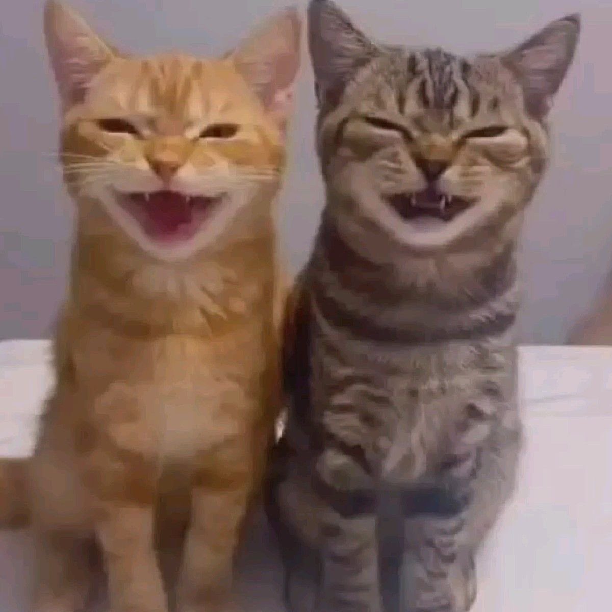 my nyangnyangz… 😢😢😢😢😢