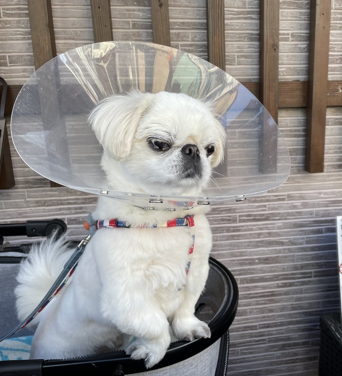 みゆ吉˙ᵕ˙ペキニーズ🧡 tweet media