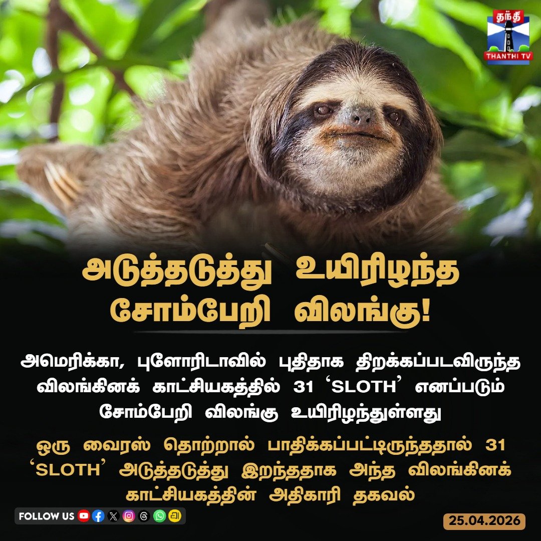 ThanthiTV's tweet photo. அடுத்தடுத்து உயிரிழந்த சோம்பேறி விலங்கு!
#FloridaSloths #WildlifeNews #AnimalHealth #SlothConservation #thanthitv https://t.co/WA1Y1QLRhv