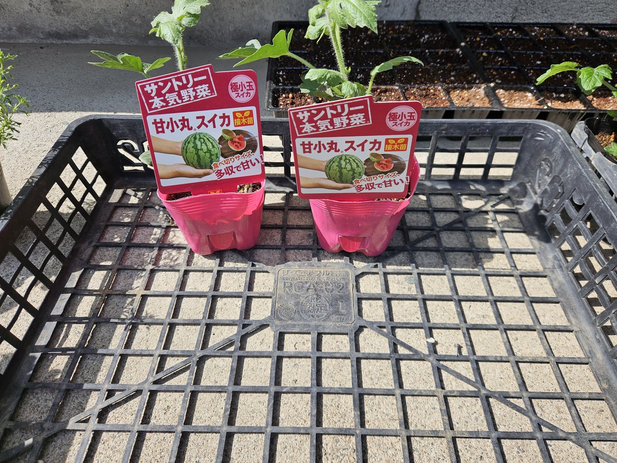 ゆかちん🐰🍅🍓🎀 tweet media