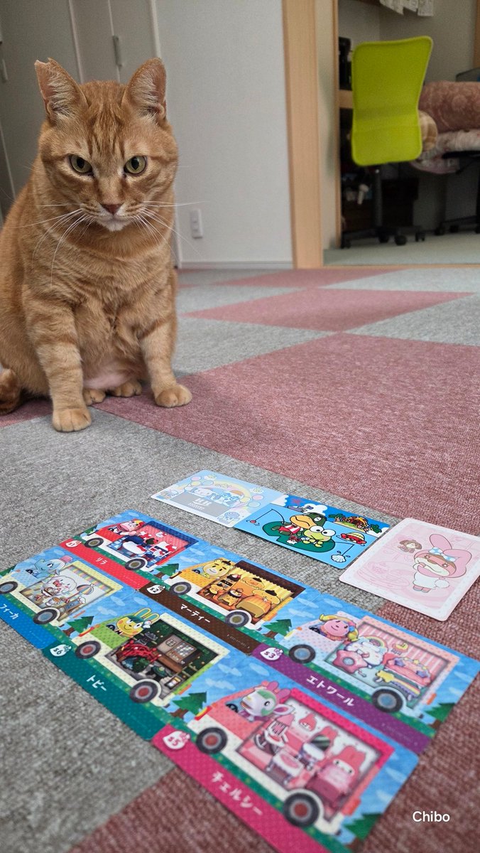 【店長】ちぼみ【猫】 tweet media