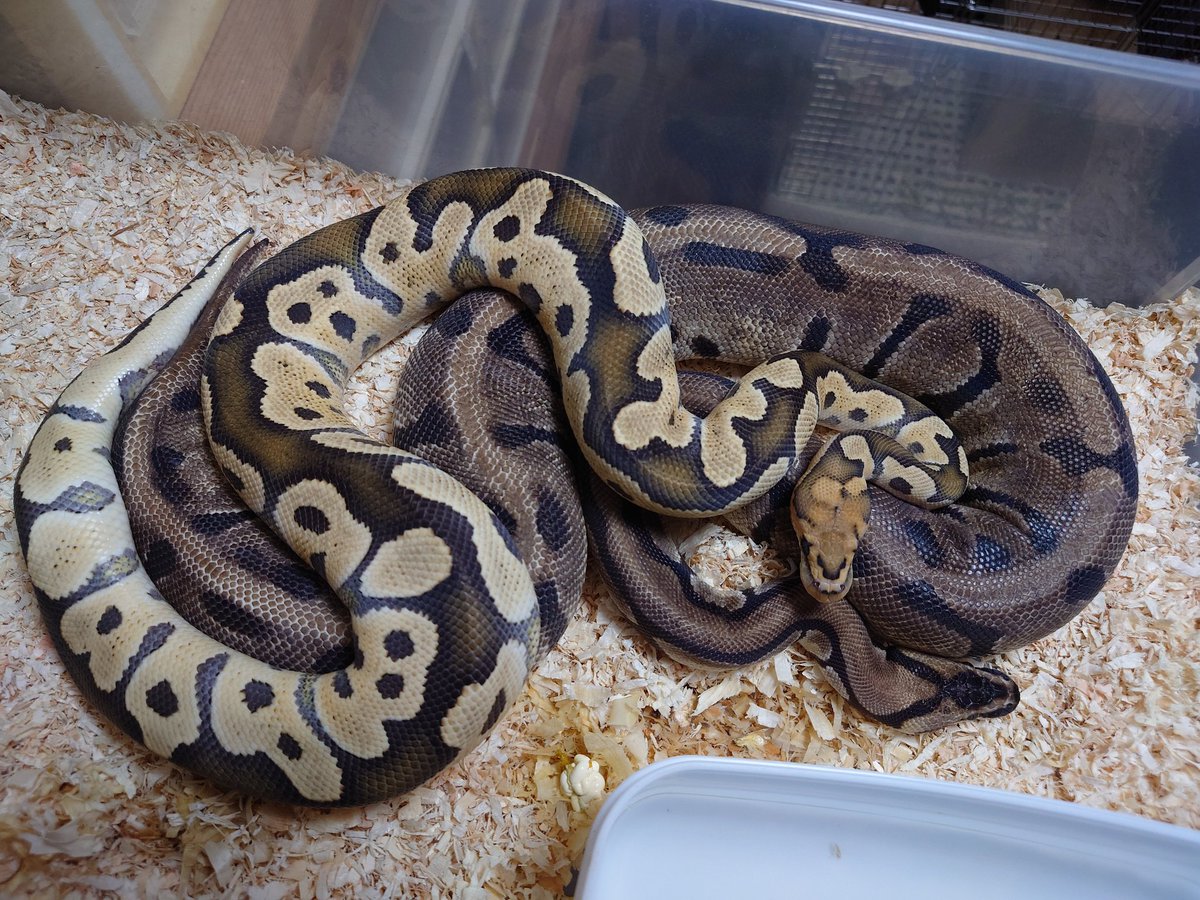 VaranusVariant's tweet photo. 順調順調🐍 https://t.co/OoCwpm7g7R