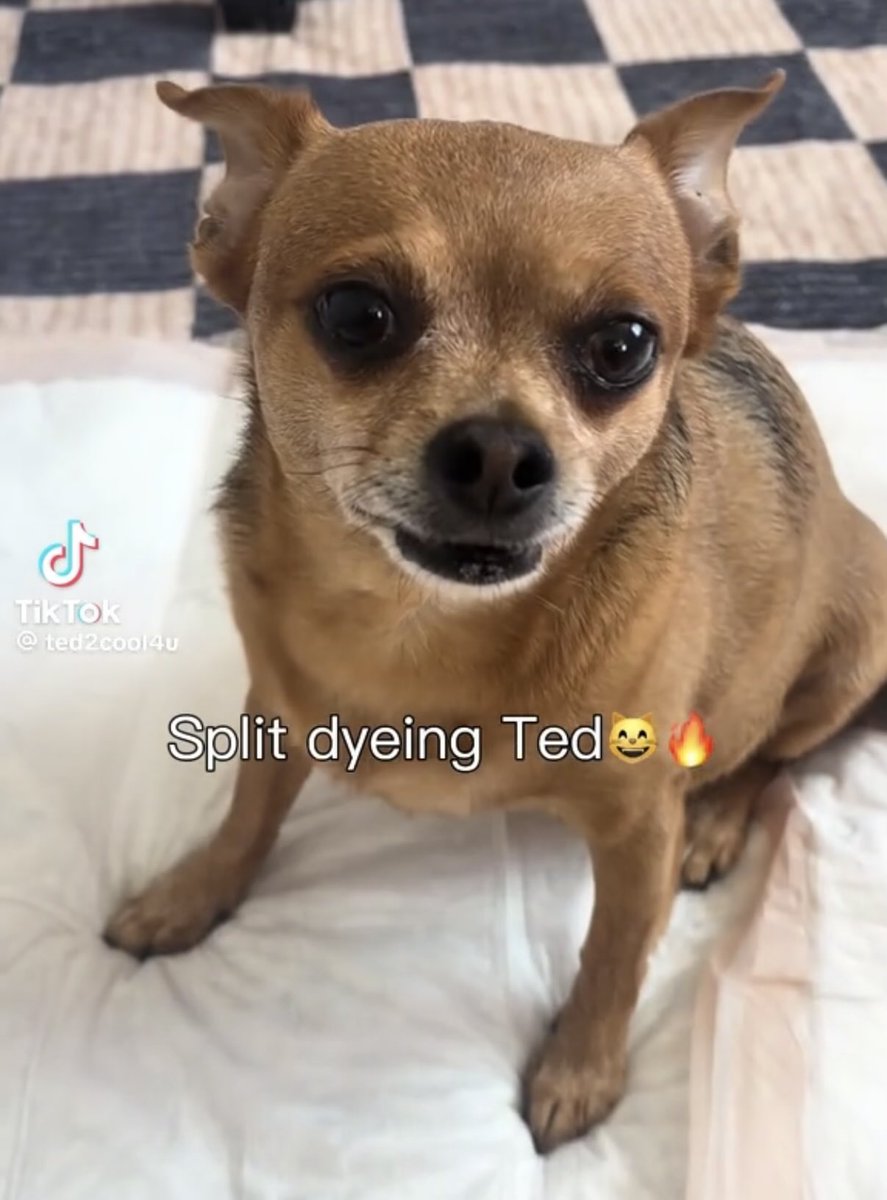 boypussy extraordinaire tweet media