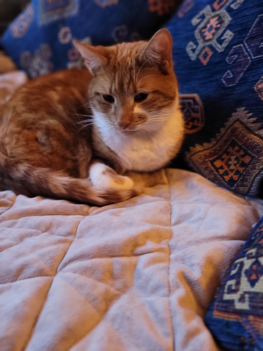 BonesofSoup's tweet image. #CatOfTheDay my name is Leo