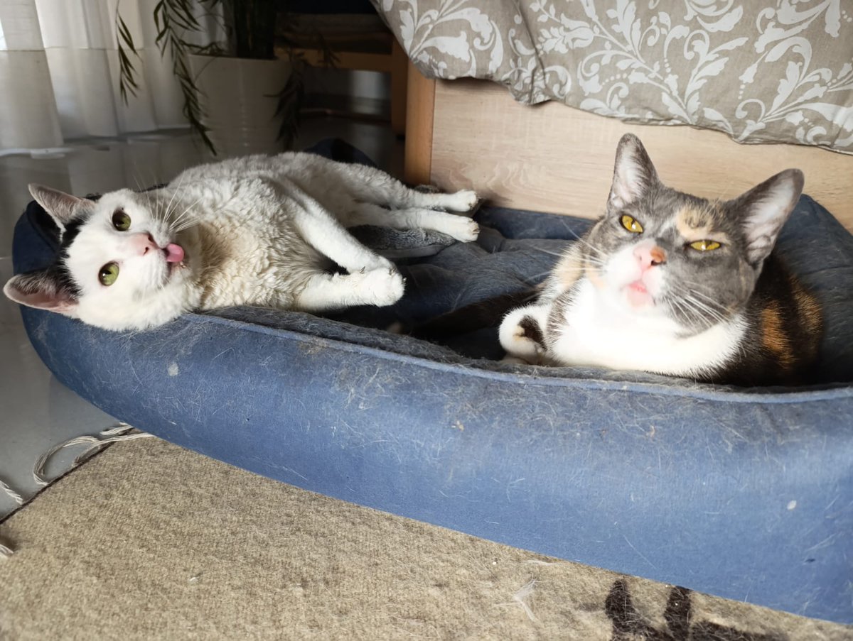 Arca de Noe Córdoba tweet media