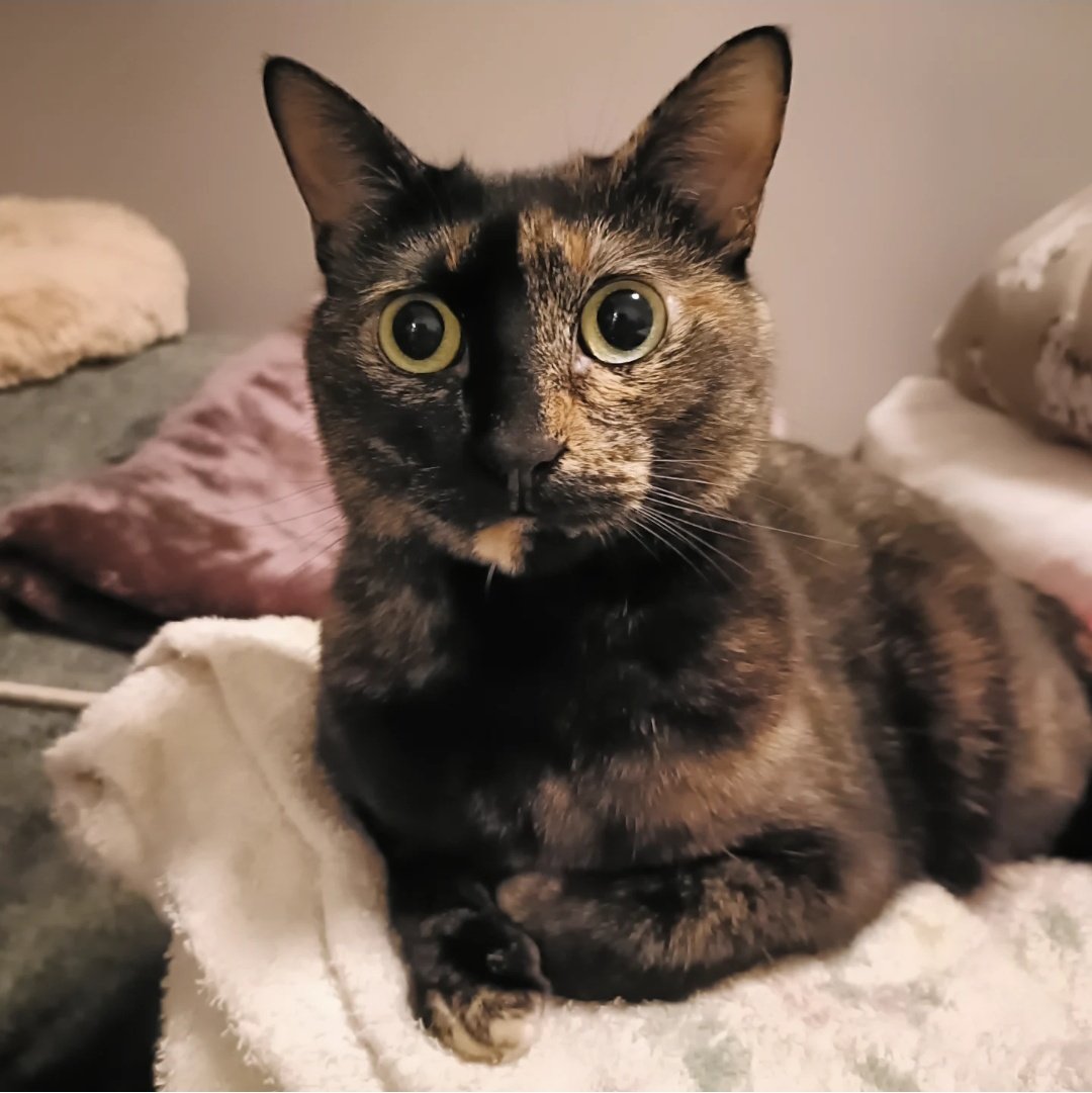 猫まんま 猫まんま