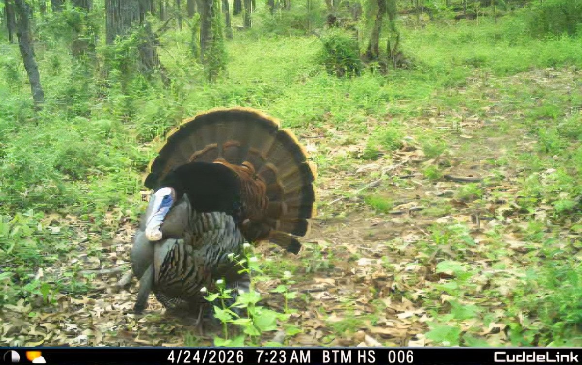 Joe Mitchell Mossy Oak Properties of Pennsylvania tweet media