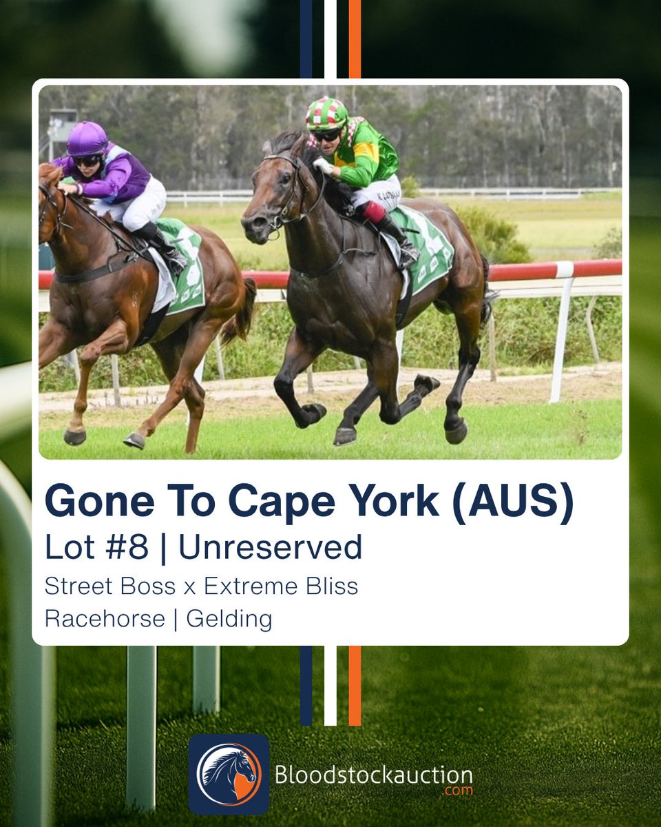 Bloodstockauction.com tweet media