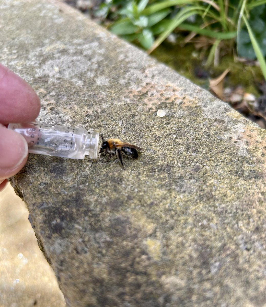 Stevewal63's tweet image. Another tired and stressed bee saved by using my bee revival kit from @BEEVIVE1 and soon after, this bee was happy &amp;amp; had the energy to fly off. #VitaminN #bees #savethebees 🐝🐝