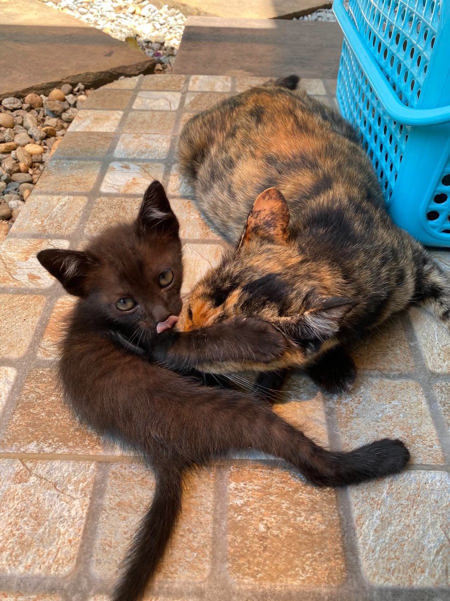 Catster & Co บ้านพักพิงแมวจร tweet media
