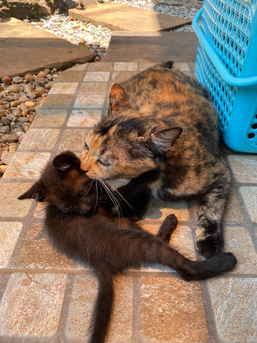 Catster & Co บ้านพักพิงแมวจร tweet media