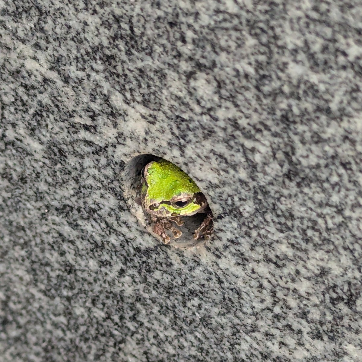 お墓参り行ったらコレ