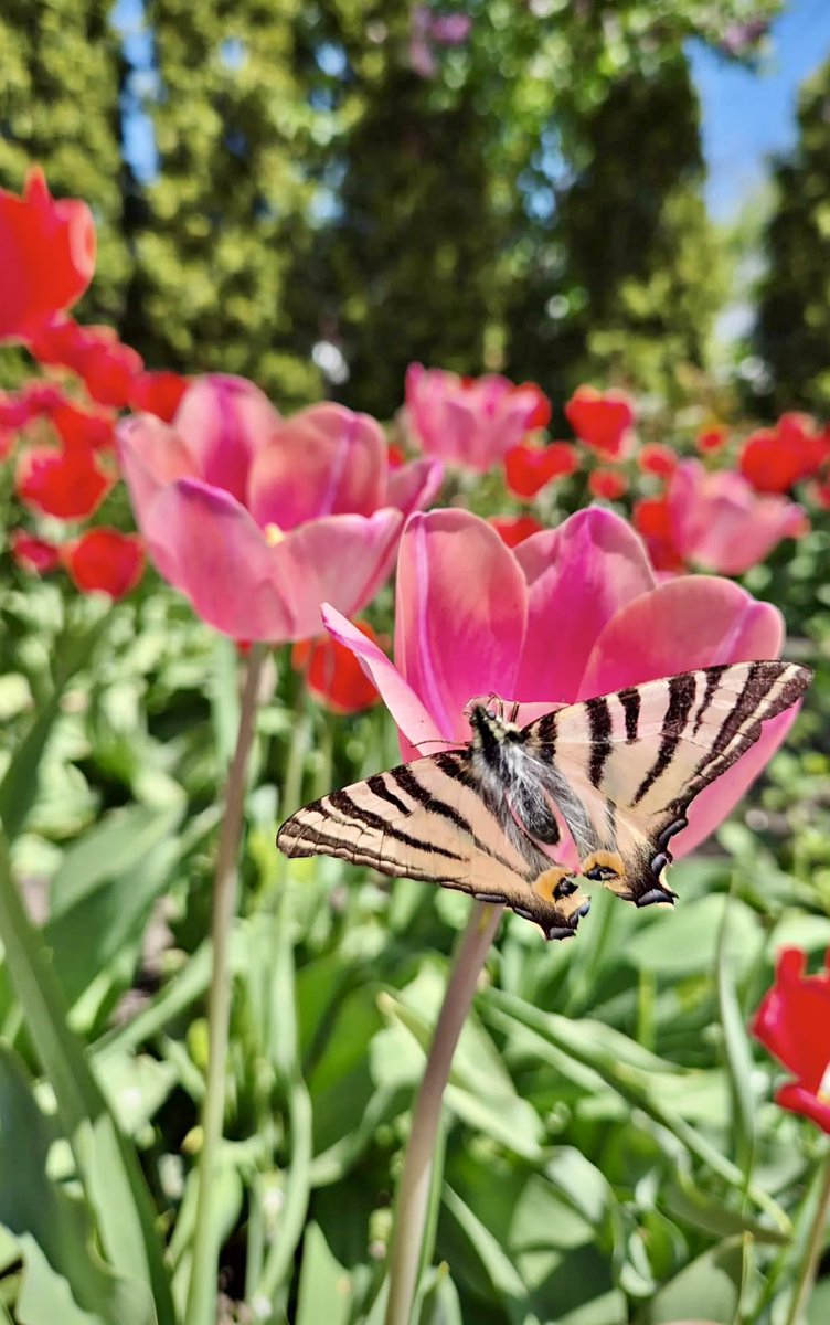 Flower Show tweet media