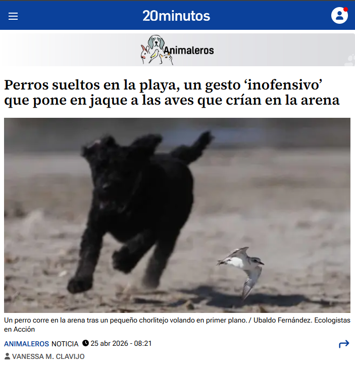 GomezSerrano_MA's tweet photo. Pasear perros por playas naturales impide la reproducción de las aves. Encantado de poder poner un grano de arena en esta acertada pieza de @Ipathia_  en @20m: https://t.co/NdMMpz8Jtk y de que mi investigación sirva para poner el foco sobre esto: https://t.co/AzMqRPxzOf https://t.co/KmigbUEdI6