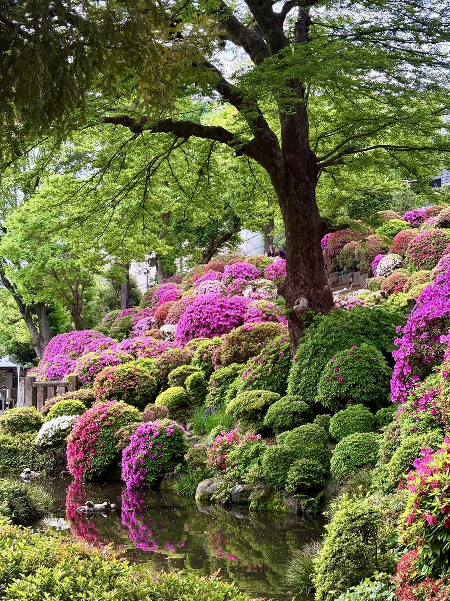 rifuto2's tweet photo. 今年も根津神社の「文京つつじまつり」へ
まだつつじ🌺が咲いてて良かったです。
#根津神社つつじ祭り #文京つつじまつり #根津神社 #つつじ #ツツジ https://t.co/ZWuUX8ChjI