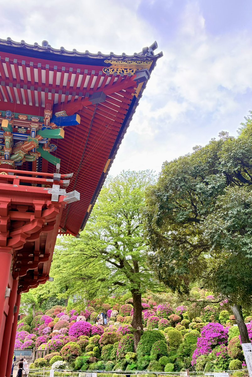 rifuto2's tweet photo. 今年も根津神社の「文京つつじまつり」へ
まだつつじ🌺が咲いてて良かったです。
#根津神社つつじ祭り #文京つつじまつり #根津神社 #つつじ #ツツジ https://t.co/ZWuUX8ChjI