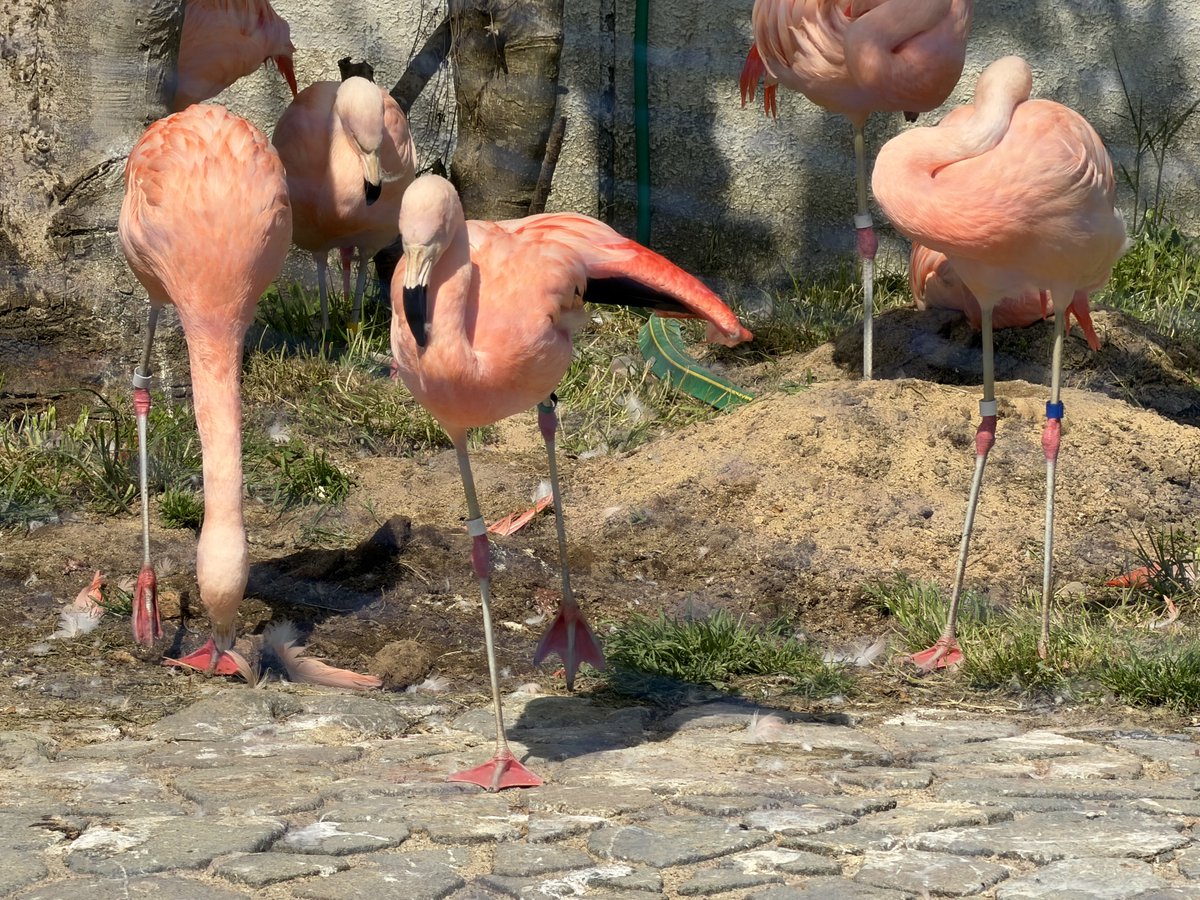 富山市ファミリーパーク【公式】 tweet media