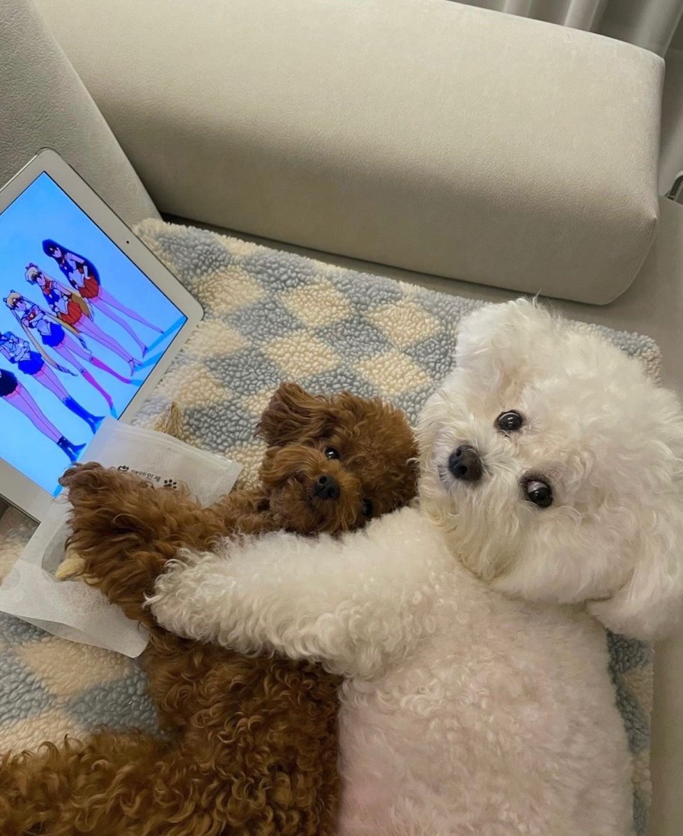 PetClipCentral's tweet image. The cutest friendship I've ever seen🐶
#cute #dog #cutedogs