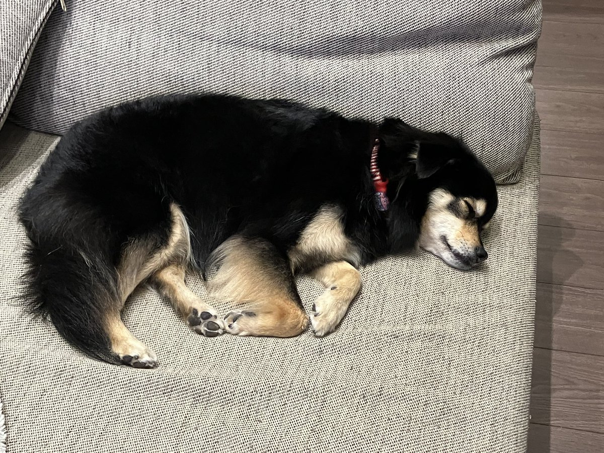 チョコ（デカチワワ） tweet media