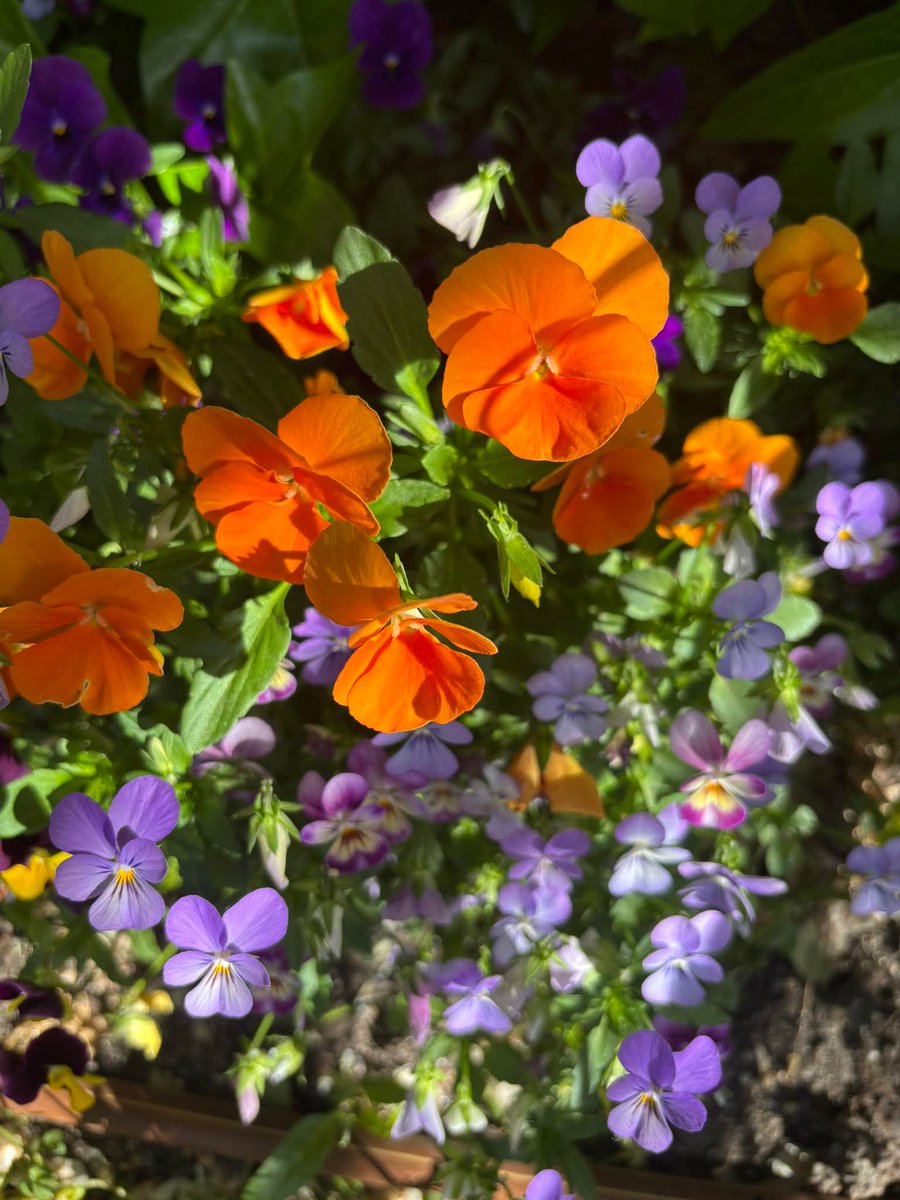 "Y comencé a comprender también que el dolor, los desengaños y la melancolía no existen para molestarnos, para sumirnos en un abismo de desasosiego e inutilidad, sino para poner a prueba nuestro temple y madurar nuestro ser".
Hermann Hesse ✍️
#FelizSabado 
#BuenosDíasATodos