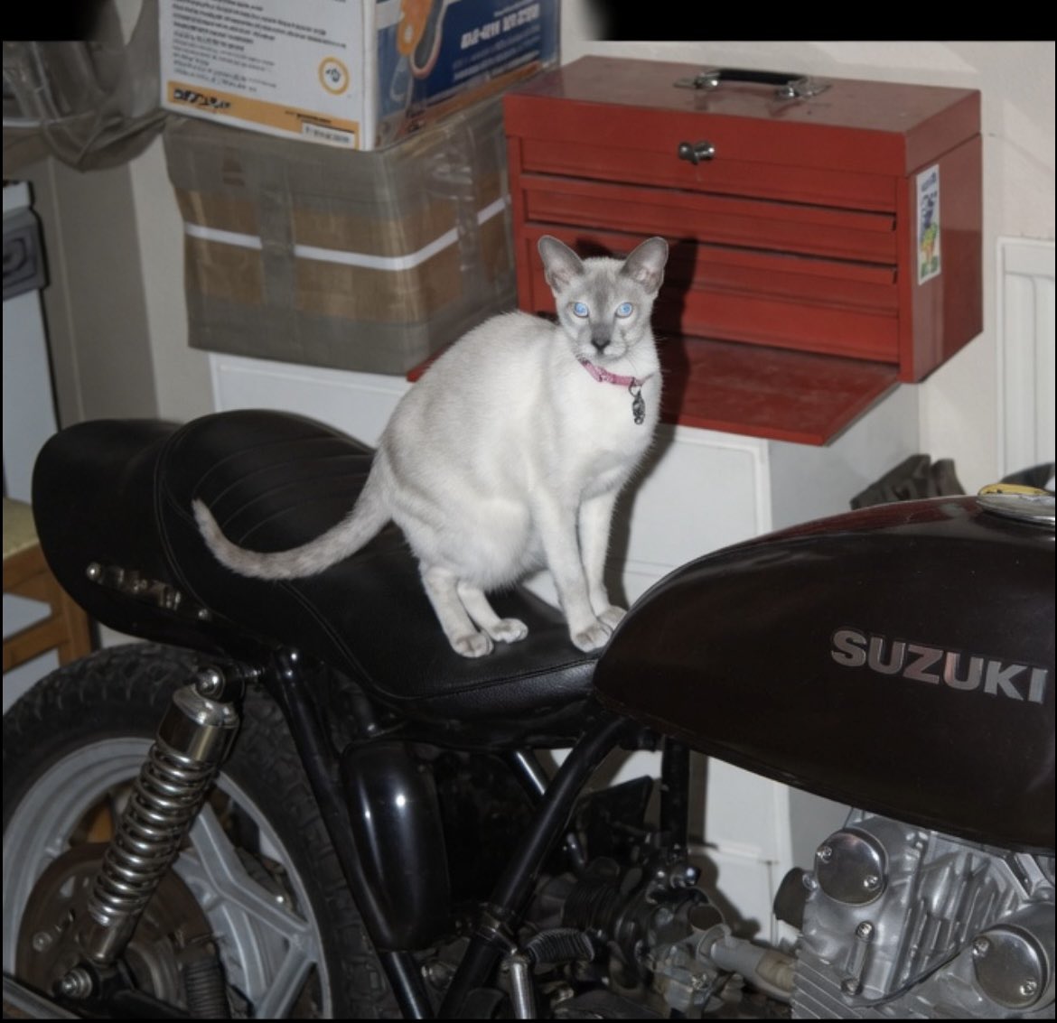 D.V. Catt tweet media