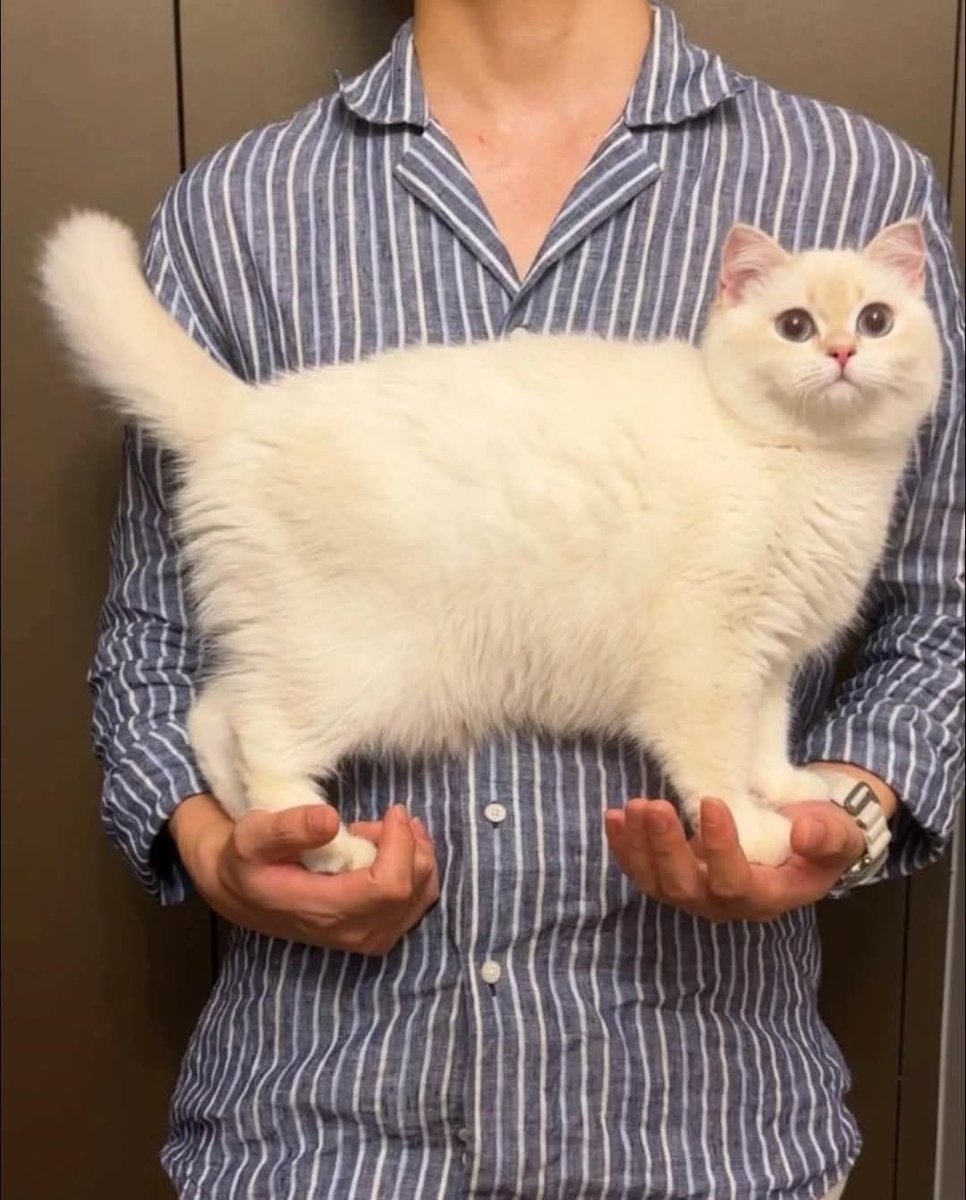 No Context Cats tweet media