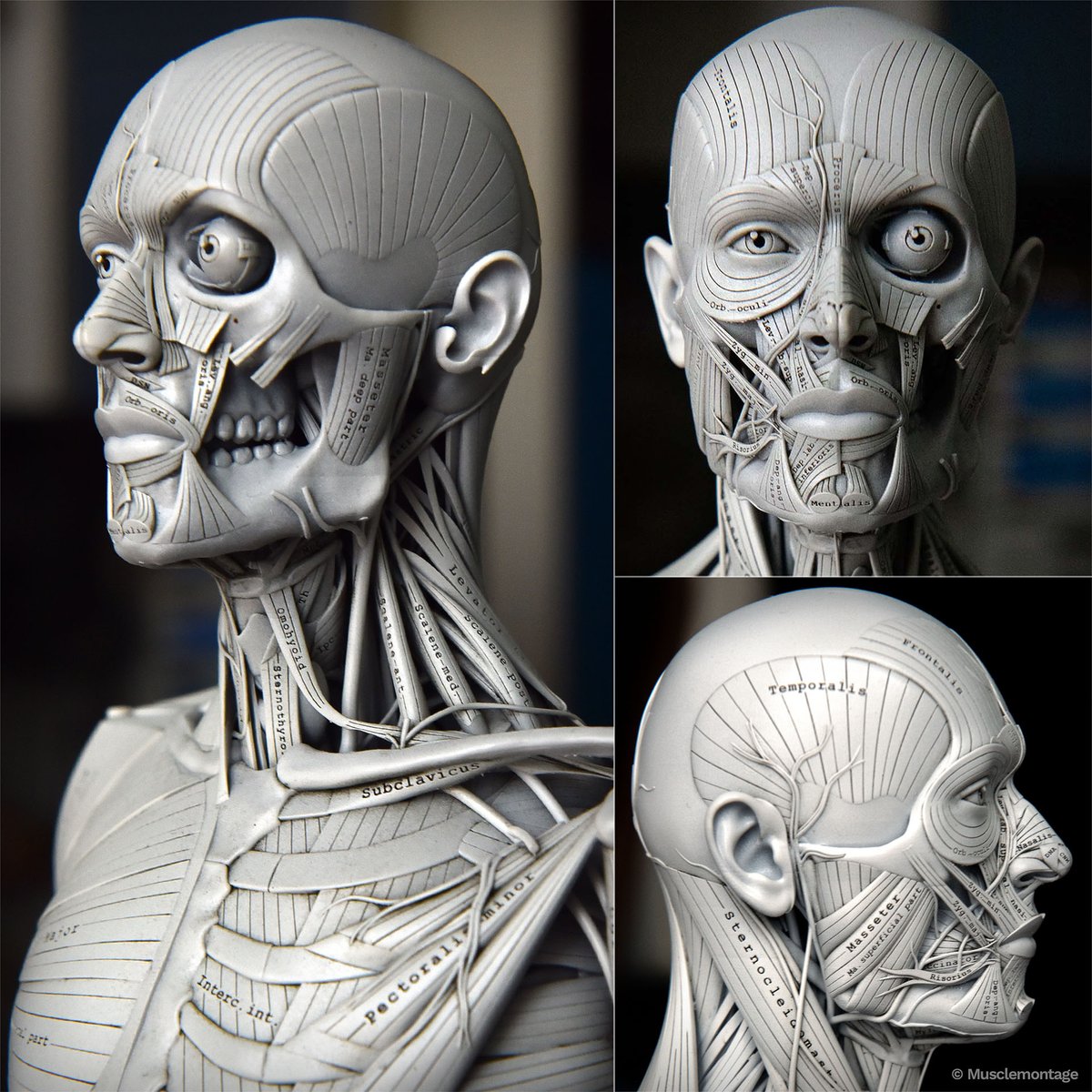 musclemontage's tweet image. Anatomical reference: Head and neck musculature.

Features clear labeling and high-resolution structural detail for desktop, studio, or classroom use. 

Closeups ↓ #anatomy