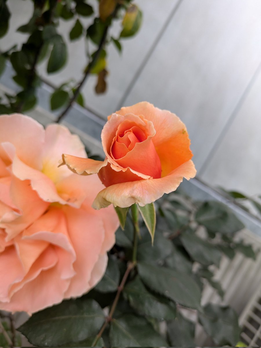 🐸もう…？🌹

もう薔薇が咲き始めてるんですよね…はやいー！

今日はｱｲﾃﾙﾖ🐸

#エフログ