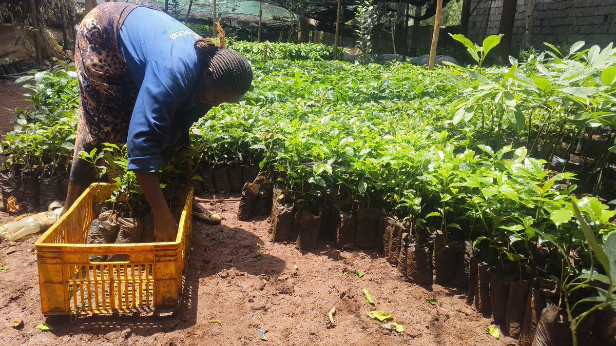 CleotildaJ's tweet photo. Early morning views.
Shughuli za Seedling sourcing for our Client planting Grafted ruiru 11.
@ZurriCoffee we verify every nursery and deliver to your farm. 
Quality Seedlings ensures sustainable Coffee Farming. https://t.co/cd71ybh3w5