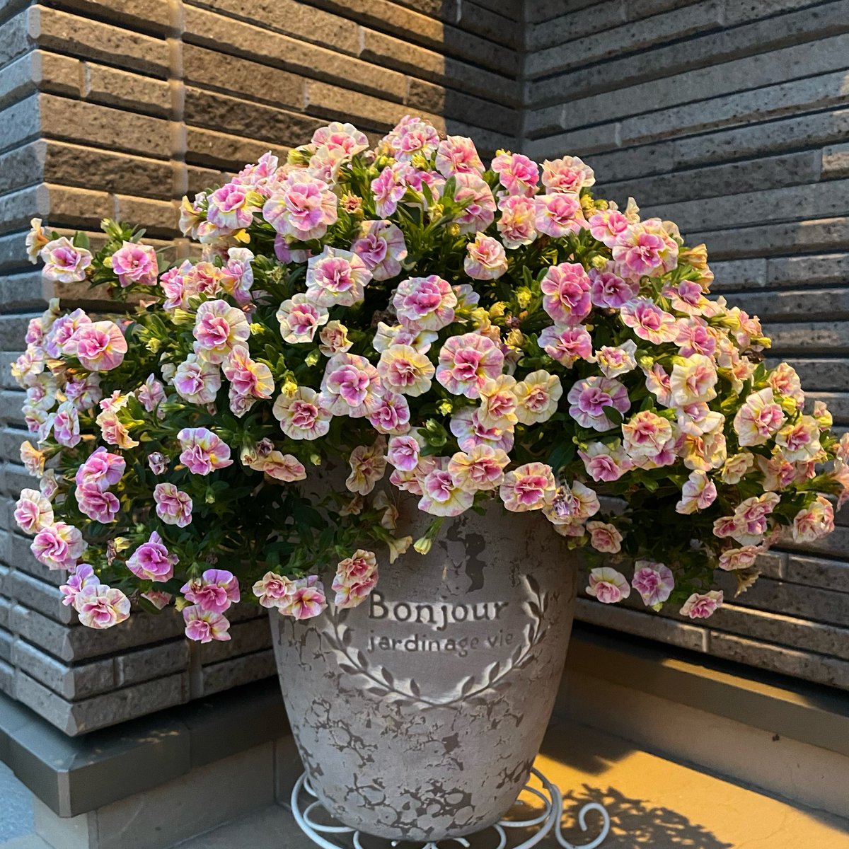 ぷいぷい tweet media