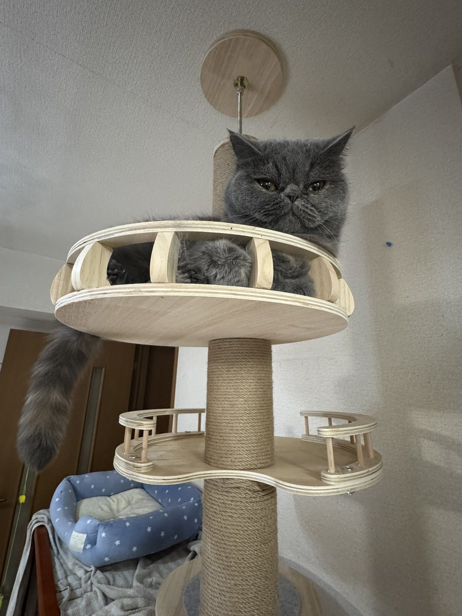 えんがわ🐈‍⬛🪐 tweet media