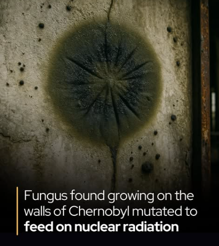 A black fungus feeds on radiation in Chernobyl.

In the radioactive ruins of Chernobyl’s Reactor 4, scientists found an extraordinary black fungus, Cladosporium sphaerospermum, thriving in one of Earth’s most toxic environments. 

Rather than merely enduring radiation, this