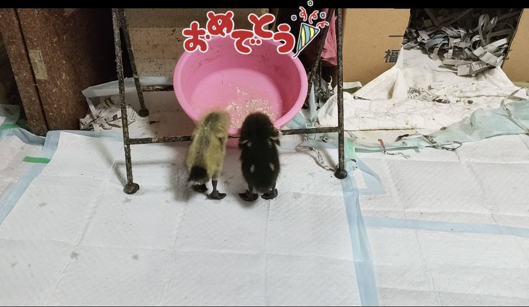 朔耶 tweet media