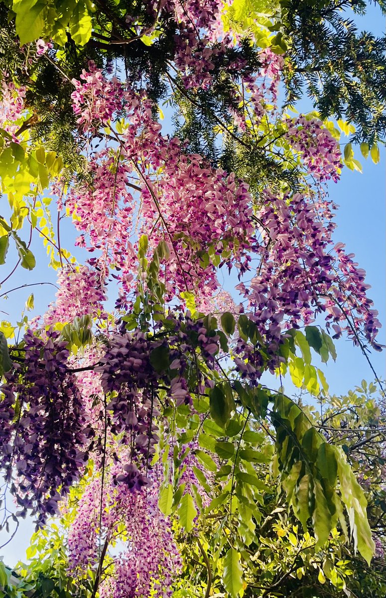 melanie_mjk's tweet image. Cascades of fragrant Wisteria blooms filled the air on this mornings walk, such a beautiful Spring display &amp;amp; perfect to wish friends &amp;amp; followers a super sunny Saturday! 🌸🌞🌸 #Saturdaythoughts #Saturdayvibes #Springblooms #HappySaturday