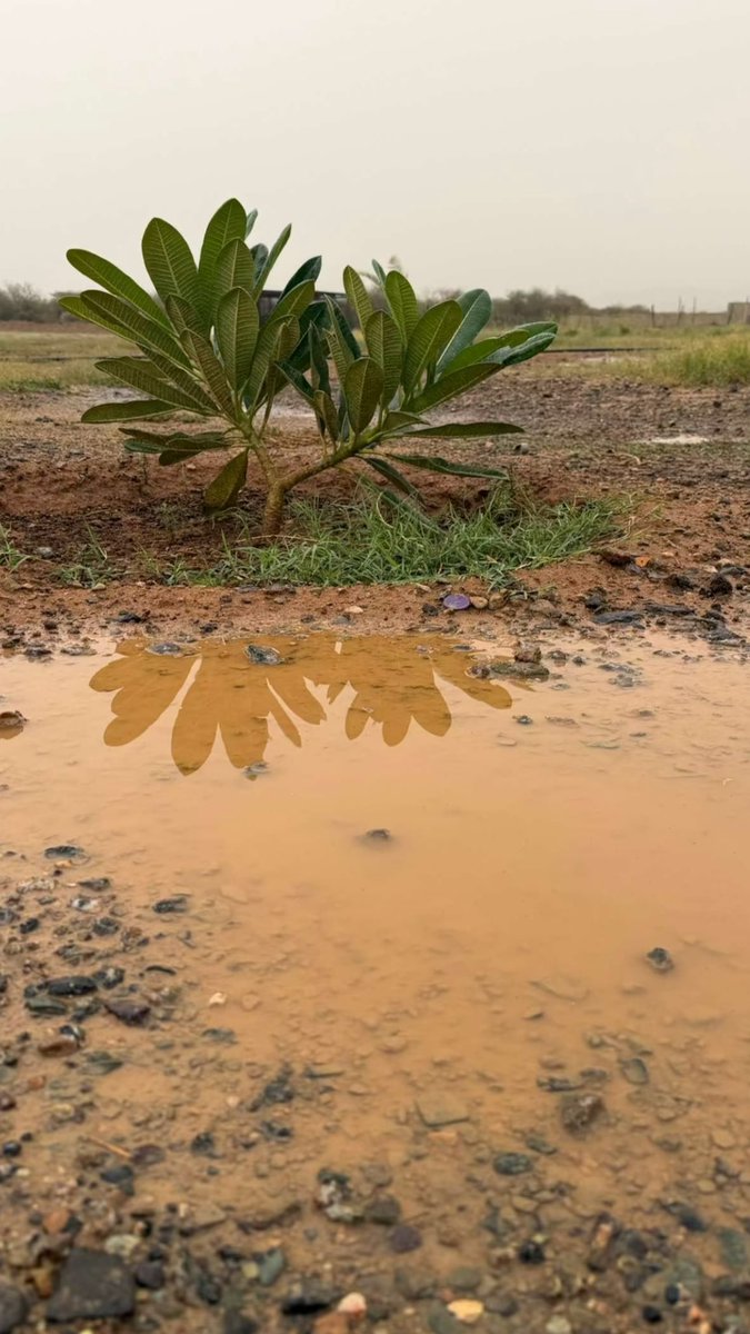 maitha_8998's tweet photo. #فضفضه_نفسيه
المطر راحه نفسيه 🌧️🩵
تنفسوا رائحة المطر وادعوا الله ماشئتم . . .⛈️
فإن في المطر دعوات لا تُرد . . .
يارب مع كل حبة مطر تحقق لنا أمنية من القلب . . .🤲🏻

(اللَّهُمَّ صَيِّبًا نَافِعًا)
#امطارالقصيم https://t.co/rcKCRr521h