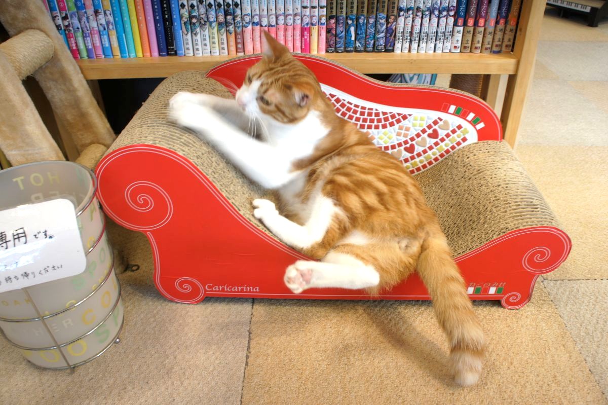 どっしり大きめサイズのカリカリーナ
はるまきが乗ると普通の爪とぎに見えますね👀