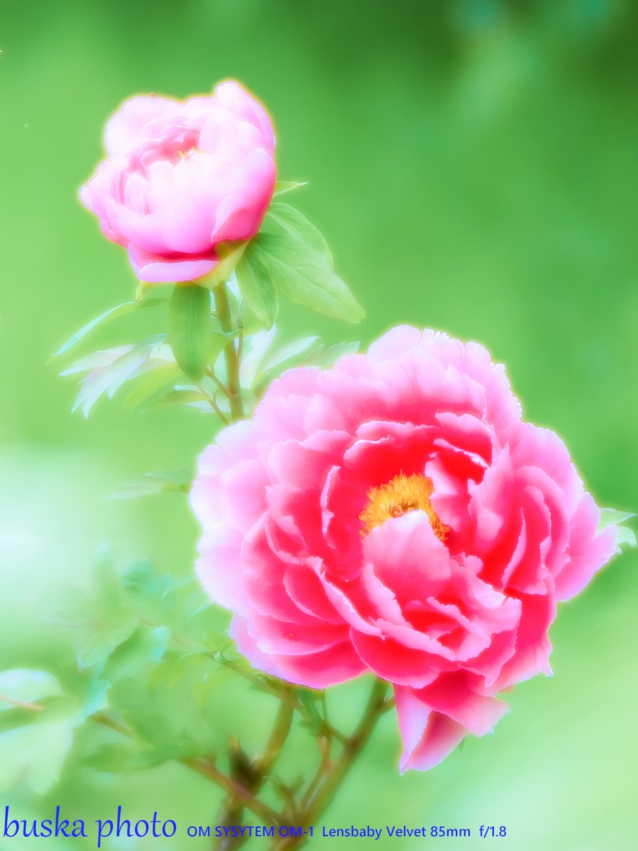 buska_photo's tweet photo. 異国の硝子に宿る、
やわらかな和。

米国生まれのLensbaby
NOKTONより気難しい。

でもね。
ハマるといいんだなぁ😊

#TLを花でいっぱいにしよう
#Lensbaby https://t.co/4iQr0LYpmc
