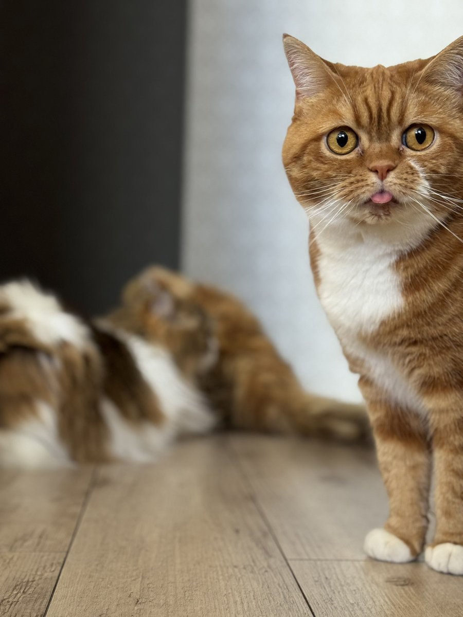 3SOtYPmMpiyS0DI's tweet image. 我が家の4匹の末っ子も自分と同じ誕生日🎂🐈

ケーキ食べて今夜の薔薇の隊🌹の集まりに備えよう✨

#MonsterHunterWilds 

#モンハンワイルズ