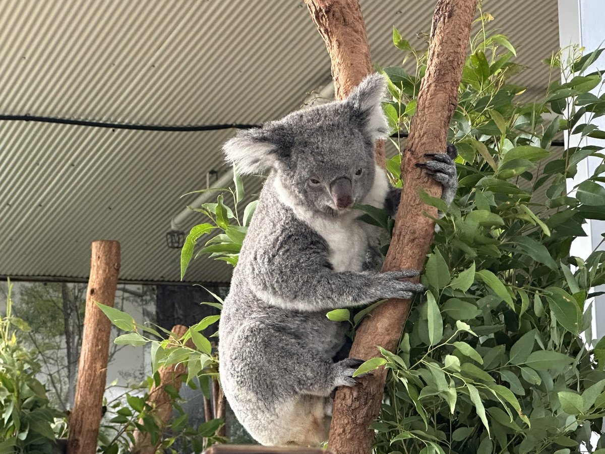 GuO_9595's tweet photo. 🇦🇺🦘🐨
オーストラリアへ遊びに行ってきました https://t.co/cOIpejTcxk