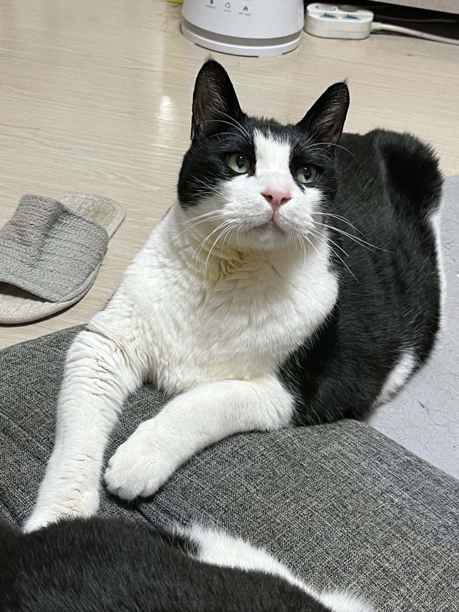 허안나 tweet media